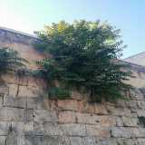 Alzando lo sguardo � inoltre ben visibile un grande rigonfiamento del muro, dovuto alle ingombranti radici di arbusto che sta crescendo proprio a ridosso del parapetto superiore
